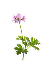 pink flowers of rose geranium isolated on a white background