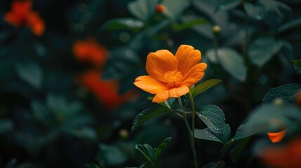 Flower that is orange