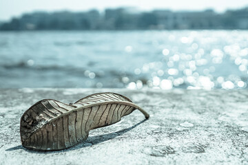the dry leaf on the floor with dramatic tone