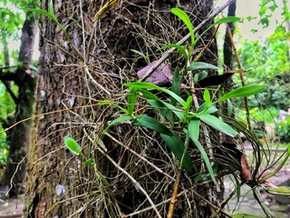 Leaf of Oncidium Orchid or Dancing Lady orchid hanging on the tree at the natural garden. (Oncidium Varicosum, Oncidium Goldiana)