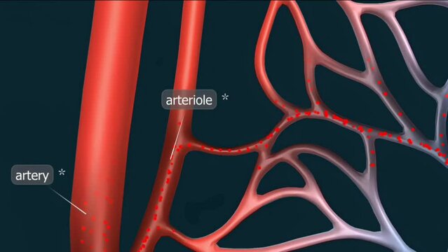 Blood flow in blood vessels