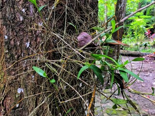 Leaf of Oncidium Orchid or Dancing Lady orchid hanging on the tree at the natural garden. (Oncidium Varicosum, Oncidium Goldiana)