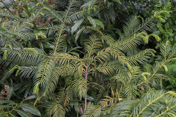fir tree with branch and leaves, cephalotaxus harringtonia drupacea