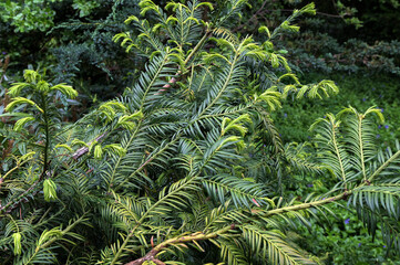 fir tree with branch and leaves, cephalotaxus harringtonia drupacea