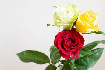 色とりどりのバラ