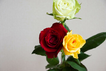 色とりどりのバラ