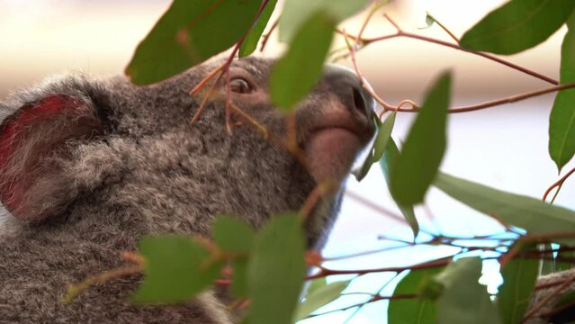 Profile close up shot of an active cute and adorable koala, phascolarctos cinereus with fluffy light grey fur, sitting on the tree, munching on eucalyptus leaves.