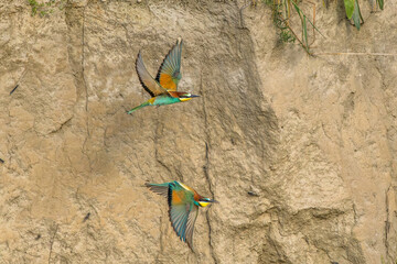 European Bee-eater in flight in front of its hole in a cliff