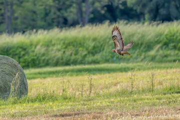 common buzzard alights in a meadow with prey in its talons