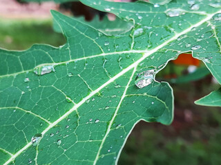 beauty green natural