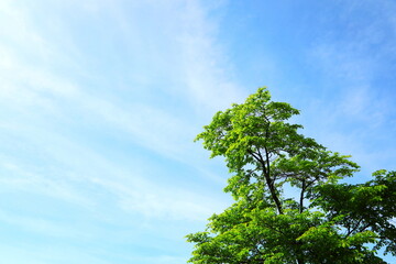 青空に映える新緑
