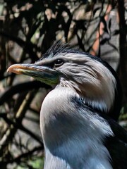 Little pied cormorant