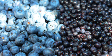 Blueberries and bilberries panorama with selective focus and sun rays. Ripe bilberries are smaller...