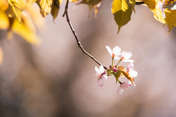 桜の花