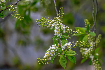 A sprig of cherry blossoms on a spring day