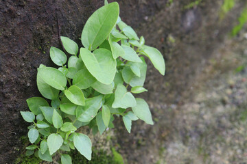 newborn Banyan plant on wall