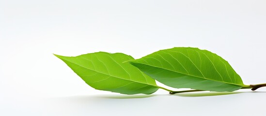 A vibrant fresh green leaf is set against a clean white background in this copy space image
