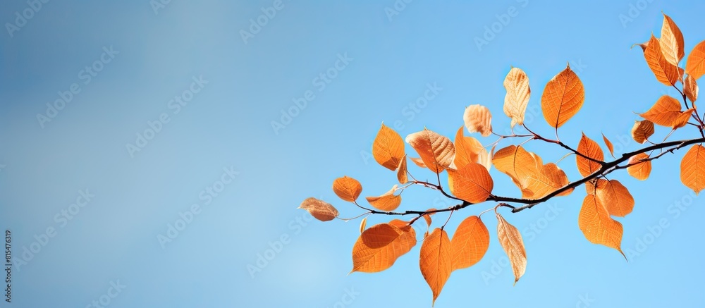 Wall mural An autumn background with close up leaf details showcasing orange and yellow leaves beautifully framing against a serene blue sky Copy space image