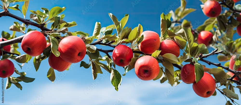 Poster A branch covered in red apples on an apple tree with space for adding text or graphics. Creative banner. Copyspace image