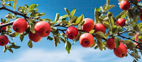 A branch covered in red apples on an apple tree with space for adding text or graphics. Creative banner. Copyspace image