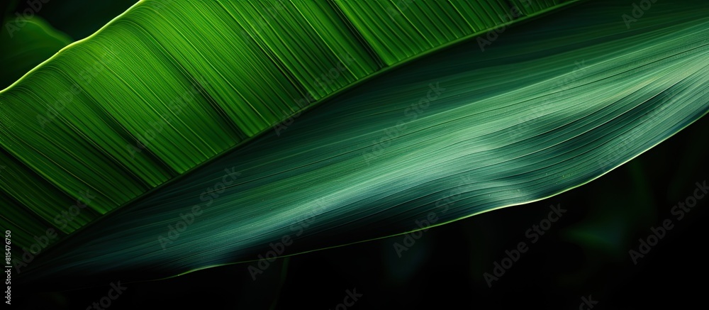 Poster The image shows the silhouette of a banana leaf positioned in a close up shot with copy space
