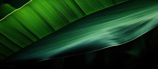 The image shows the silhouette of a banana leaf positioned in a close up shot with copy space