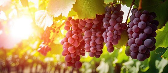 Copy space image of sun drenched grape bunches with backdrop of grapevines