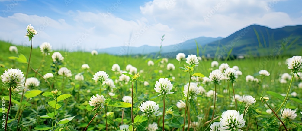 Aufkleber copy space image of white clover in full bloom in a picturesque field
