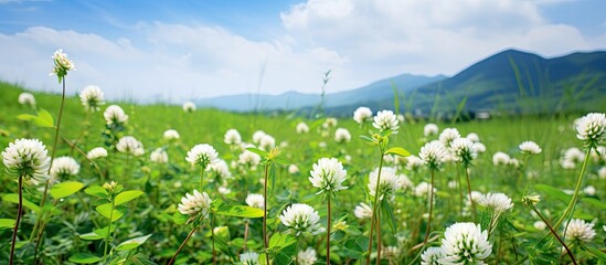 Fototapeta premium Copy space image of white clover in full bloom in a picturesque field