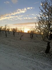 nuvole e alberi al tramonto