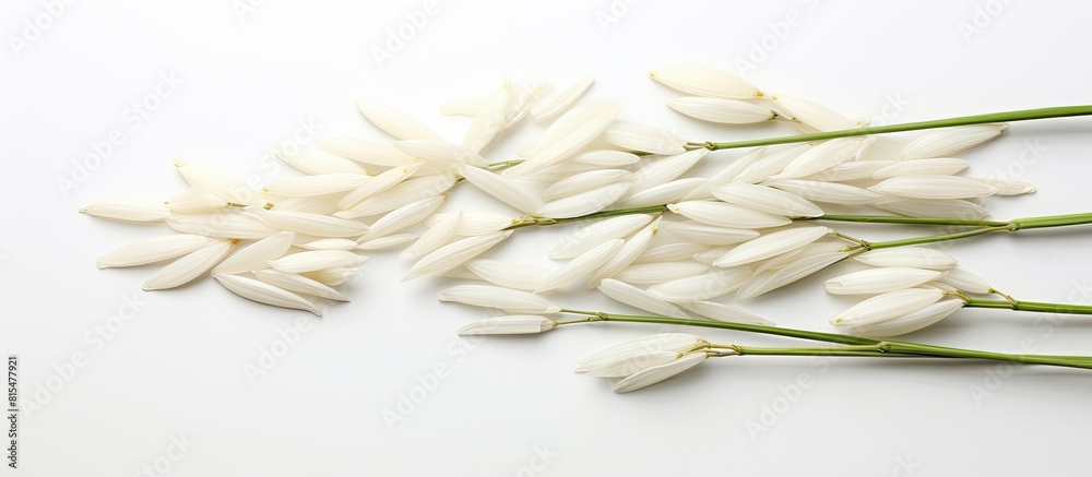 Poster a copy space image featuring a collection of paddy jasmine rice ears set against a white background
