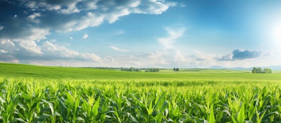 Fototapeta premium A rural field on a farm with corn agriculture showcasing lush greenery of plants in their growth season under the summer sun A picturesque farming scene within an organic outdoor landscape offering a