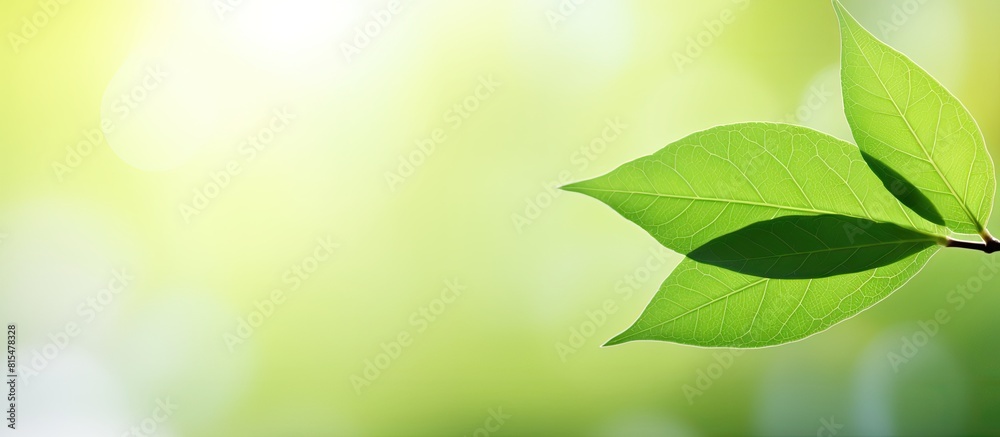 Fototapete A close up view of a green leaf is placed against a blurred background creating a natural and fresh wallpaper concept with ample copy space