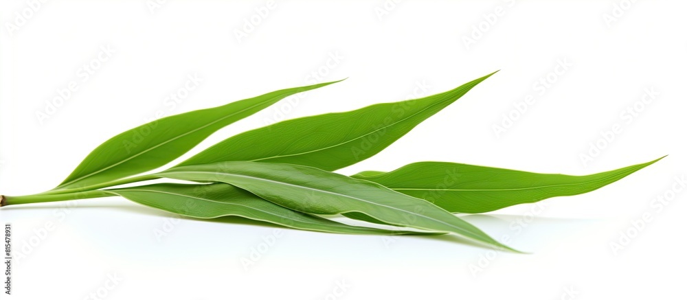 Leinwandbilder a fresh green bamboo leaf sits atop a white background with copy space available for text and produc