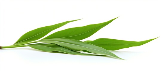 A fresh green bamboo leaf sits atop a white background with copy space available for text and product images The image is isolated on a white background