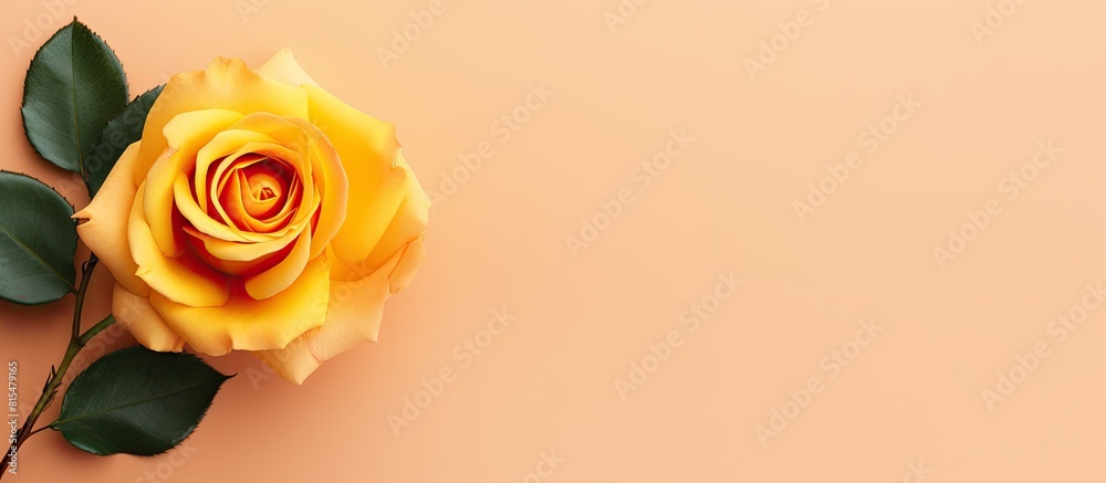 Poster Top view of a stunning orange rose placed on a delicate yellow paper background creating a visually pleasing flat lay image with ample copy space