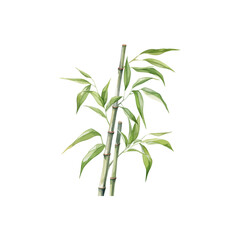 Elegant Bamboo Plant Watercolor. Vector illustration design.