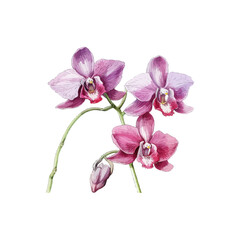 Beautiful pink orchid flowers illustration in bloom. Vector illustration design.