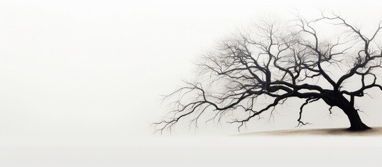 A silhouette of a dried tree against a white background leaving copy space for an image
