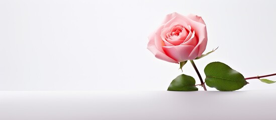 A pink rose stands alone on a white backdrop leaving ample room for the viewer to focus solely on its beauty and elegance in the copy space image