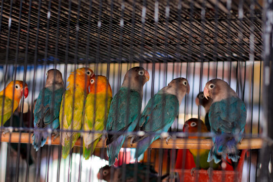 Pericos de colores en jaulas en un mercado Mexicano