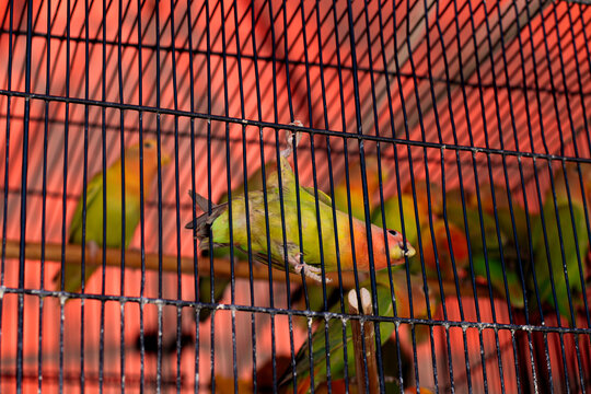 Pericos de colores en jaulas en un mercado Mexicano
