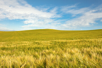Green field of a farm with wheat crop growing in spring
