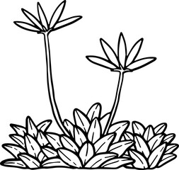 hand drawn side view of tree drawing.