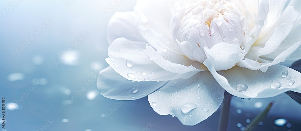 Aufkleber fresh white peony flower blooming in the garden with dew laden petals creating a delicate floral bac