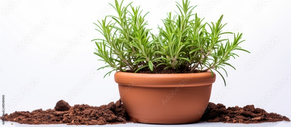 Poster a rosemary herb is planted in a clay pot with a white background offering copy space for text
