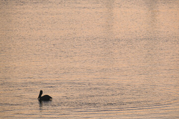 Morning sunrise dawn above San Francisco Bay with panoramic scenic views of coast, Alcatraz, skyline silhouette and port marina harbor with marine traffic and birds