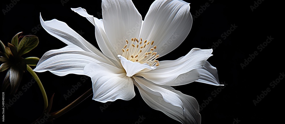 Poster copy space image of a flower featuring a pristine white coloration set against a contrasting black b