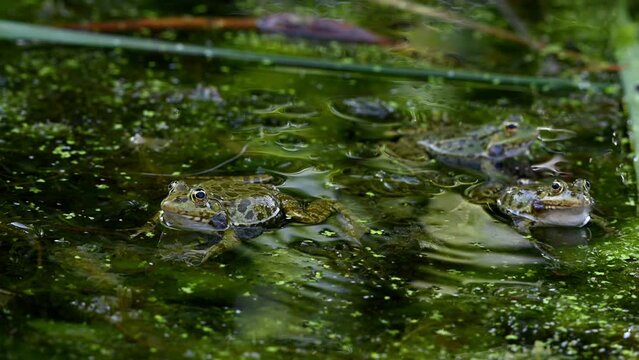 Frog crying. Three European frogs in water. Pelophylax lessonae calling with inflated vocal sac. Pool frog. Marsh Frog. Real time.
