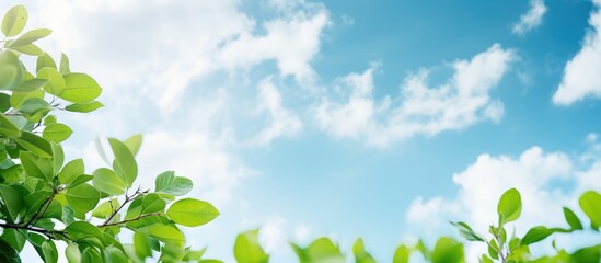 Obraz premium The lush green leaves against the vibrant blue sky adorned with fluffy white clouds offer a delightful contrast These garden leaves supply oxygen and create a refreshing ambiance A copy space image s